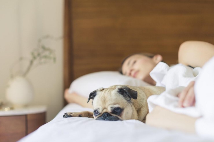 woman-dog-bed